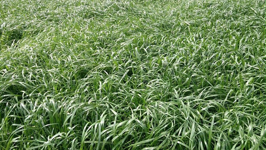 黑麦草种子供应商批发种植