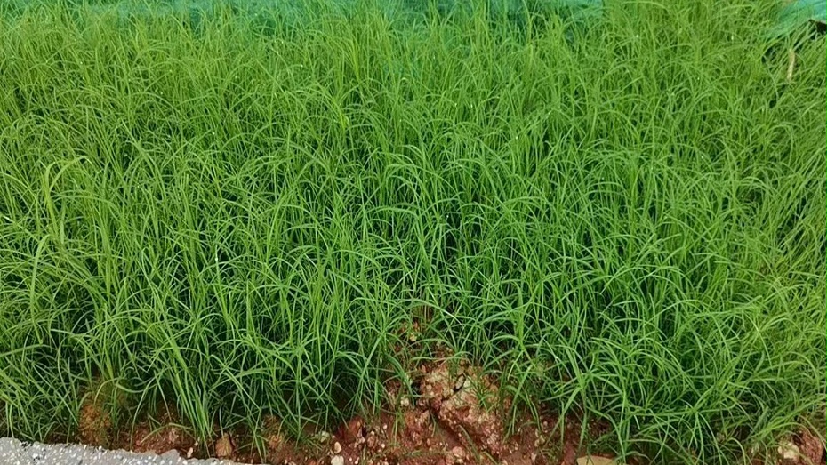 狗牙根草籽