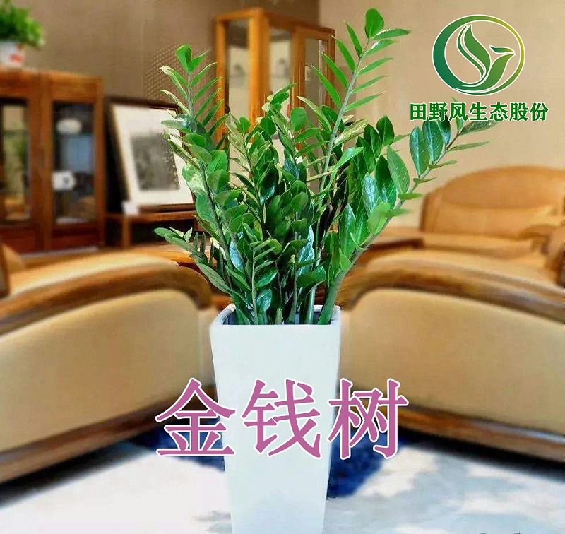 绿植租摆，植物租赁