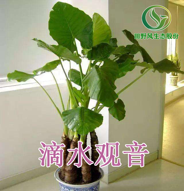 绿植租摆，植物租赁