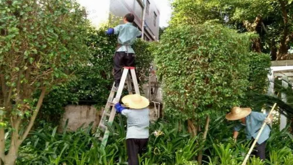 小区树木修剪