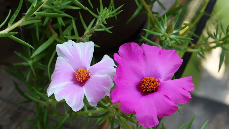 太阳花 太阳花