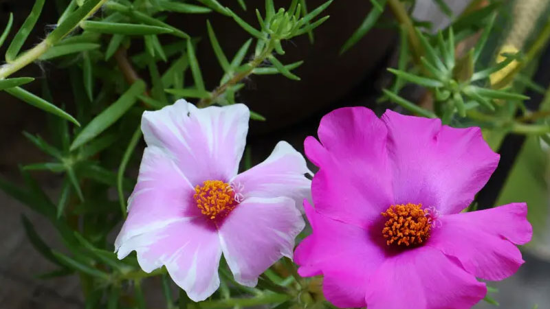 太阳花 太阳花
