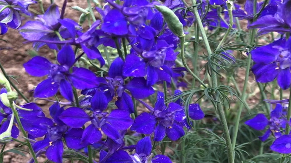 飞燕草