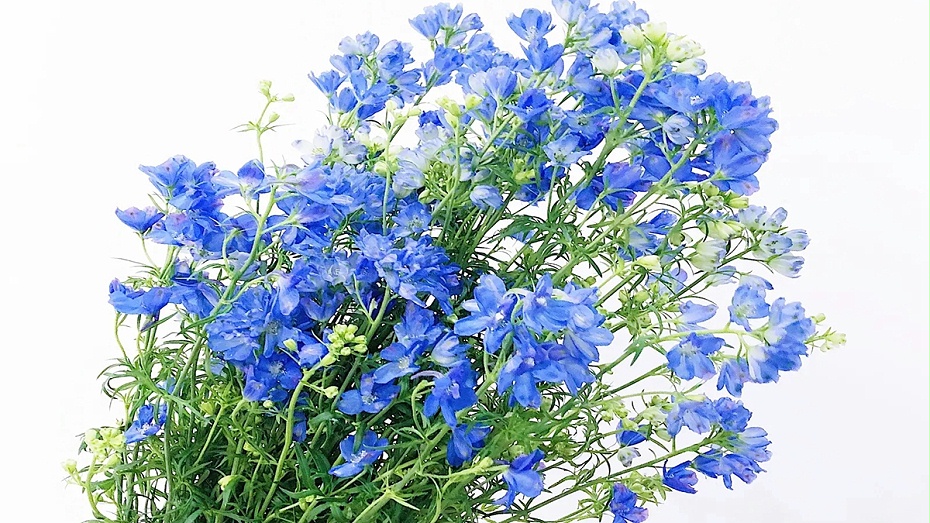 飞燕草