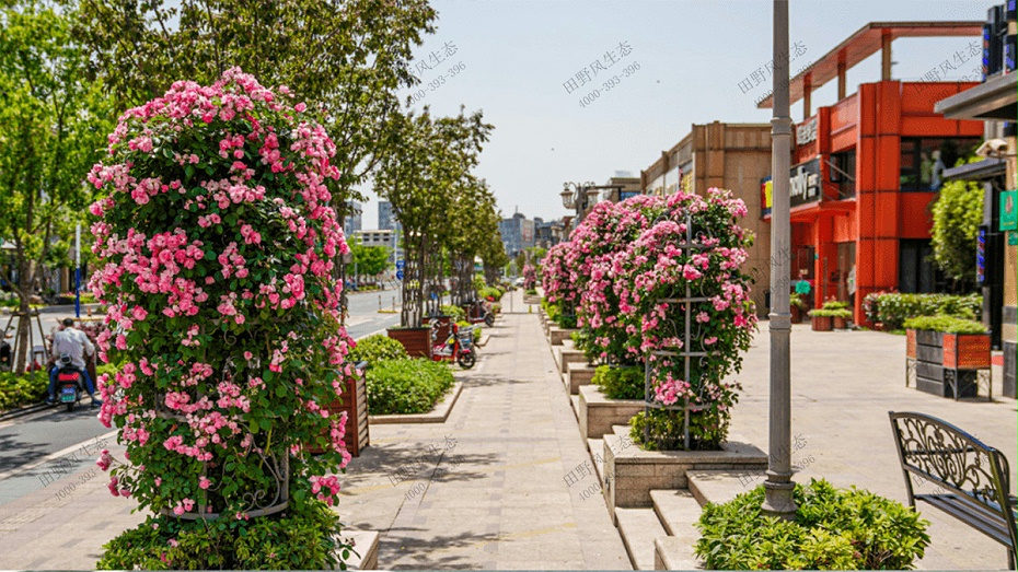 道路绿化养护方案,道路两侧绿化养护