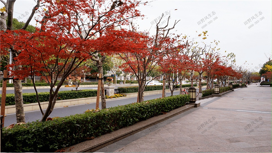 道路绿化养护方案,道路两侧绿化养护