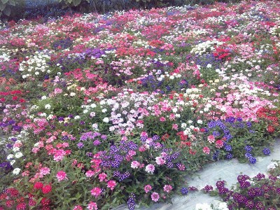 公园花艳野花组合