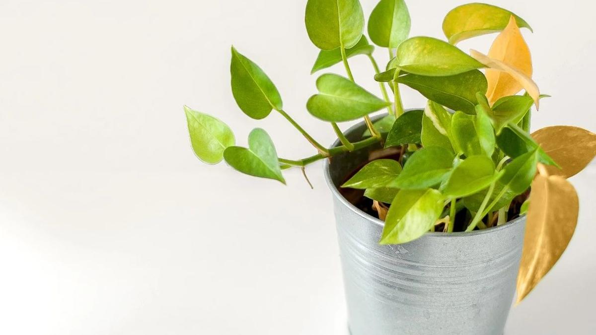 植物叶子发黄