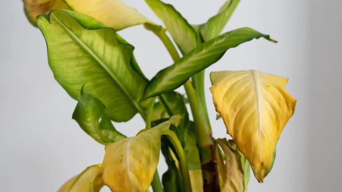 植物叶子发黄