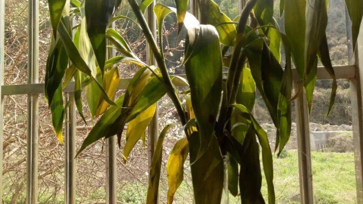 植物叶子发黄