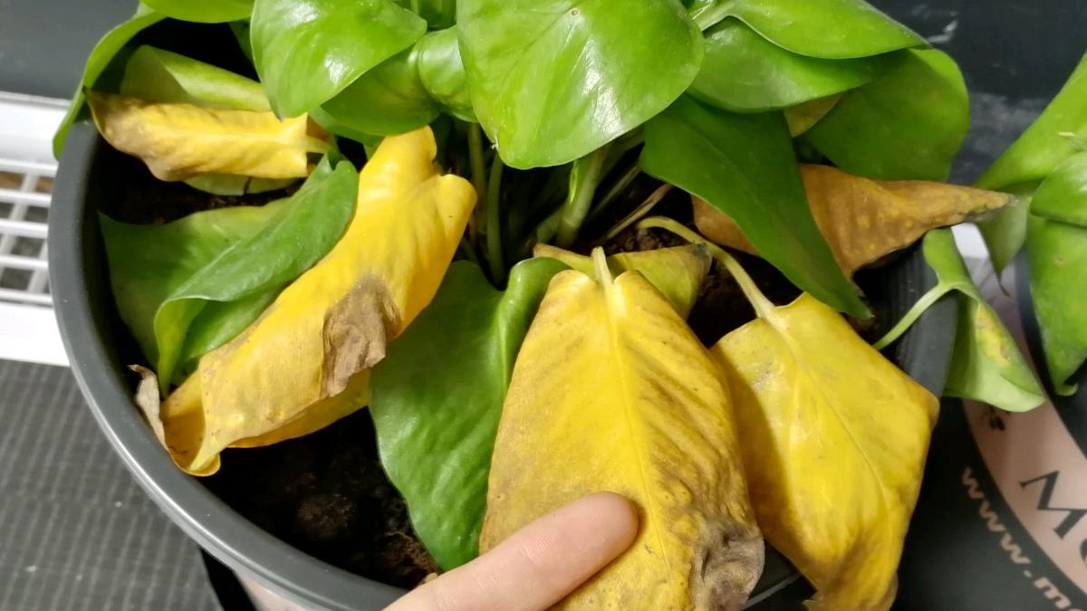 植物叶子发黄