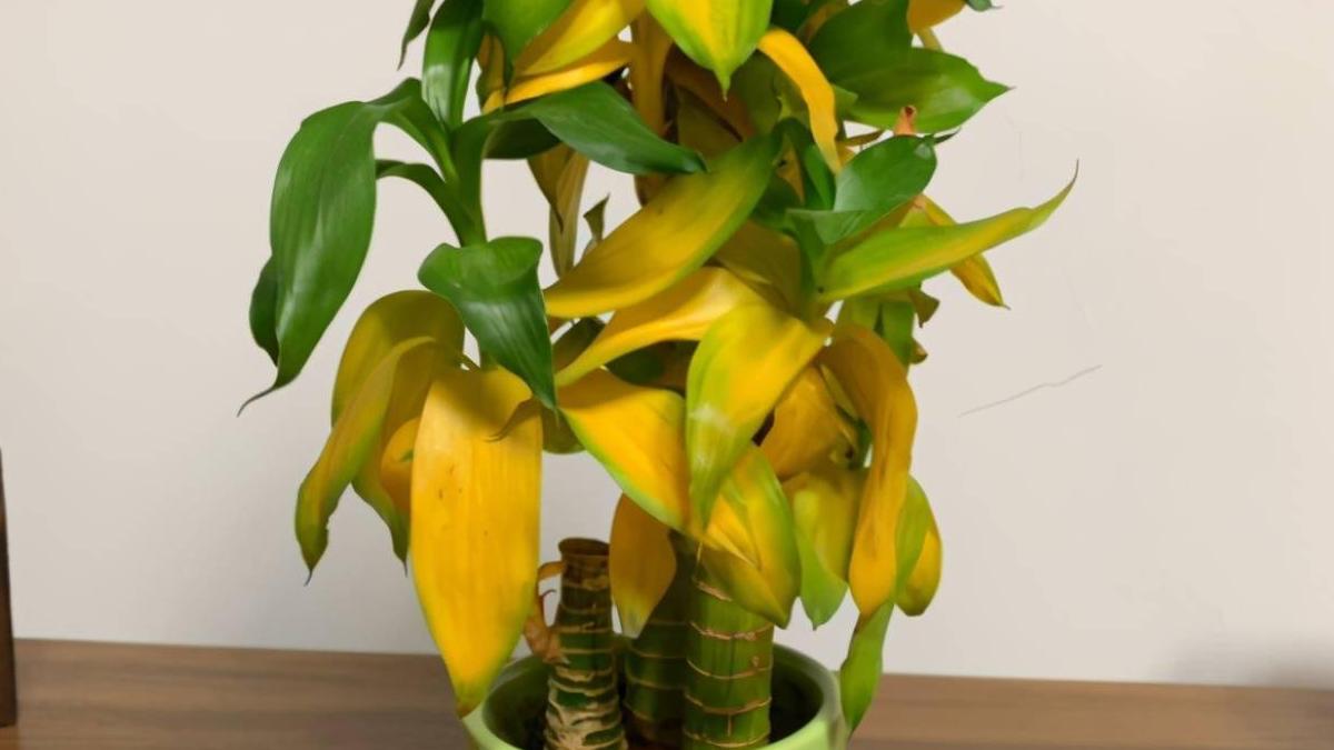 植物叶子发黄