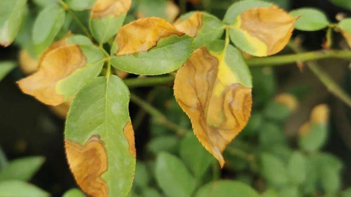 植物叶子发黄