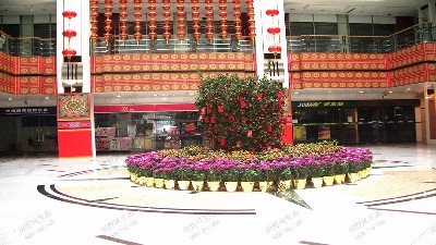 年桔桃花品种,朱沙桔商业中心摆放效果