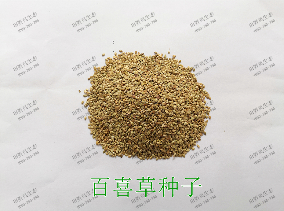 1百喜草种子