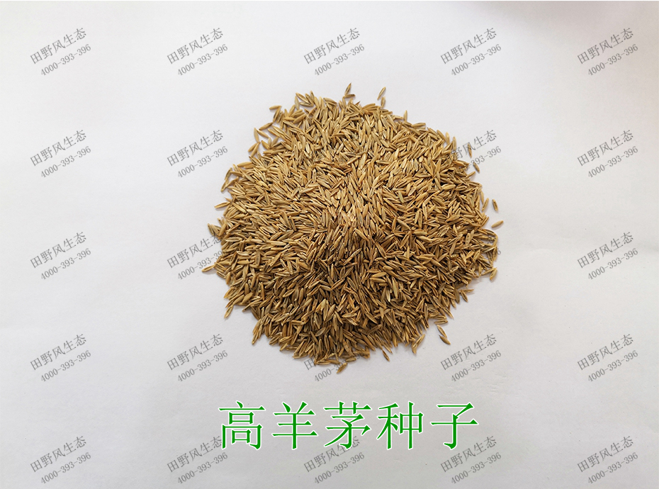 1高羊茅种子