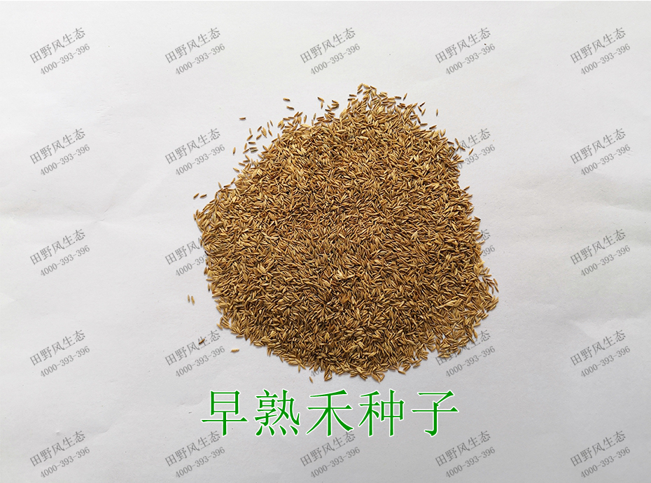 1早熟禾种子