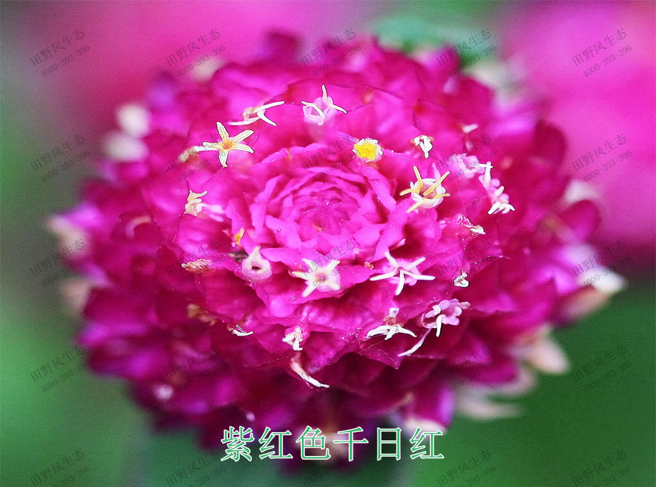 花种子