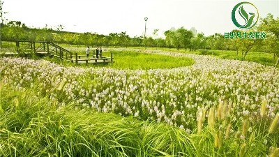 田野风草坪管理