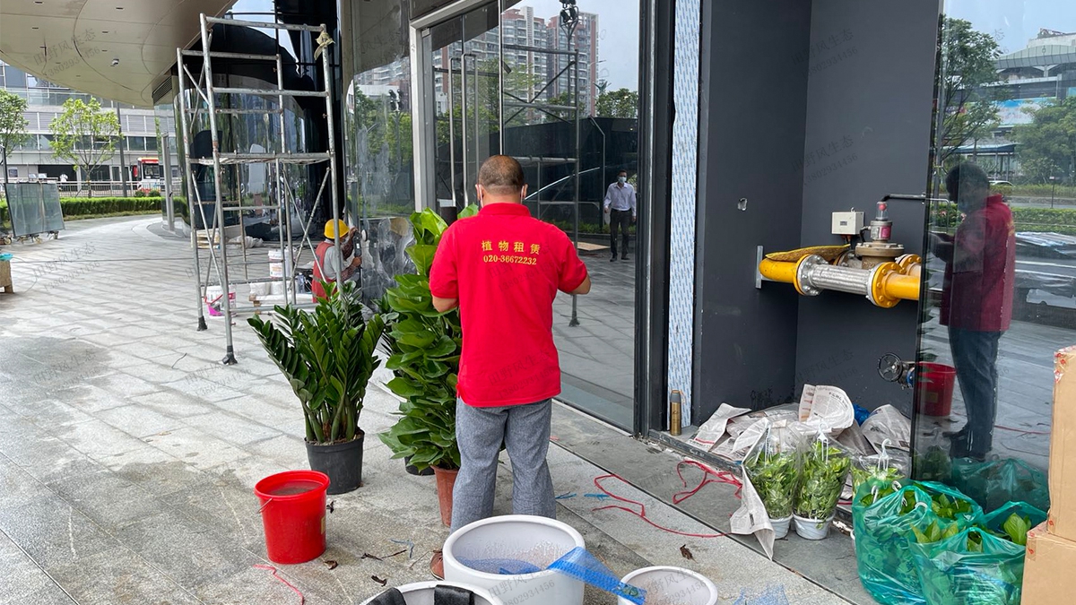 广州绿植养护