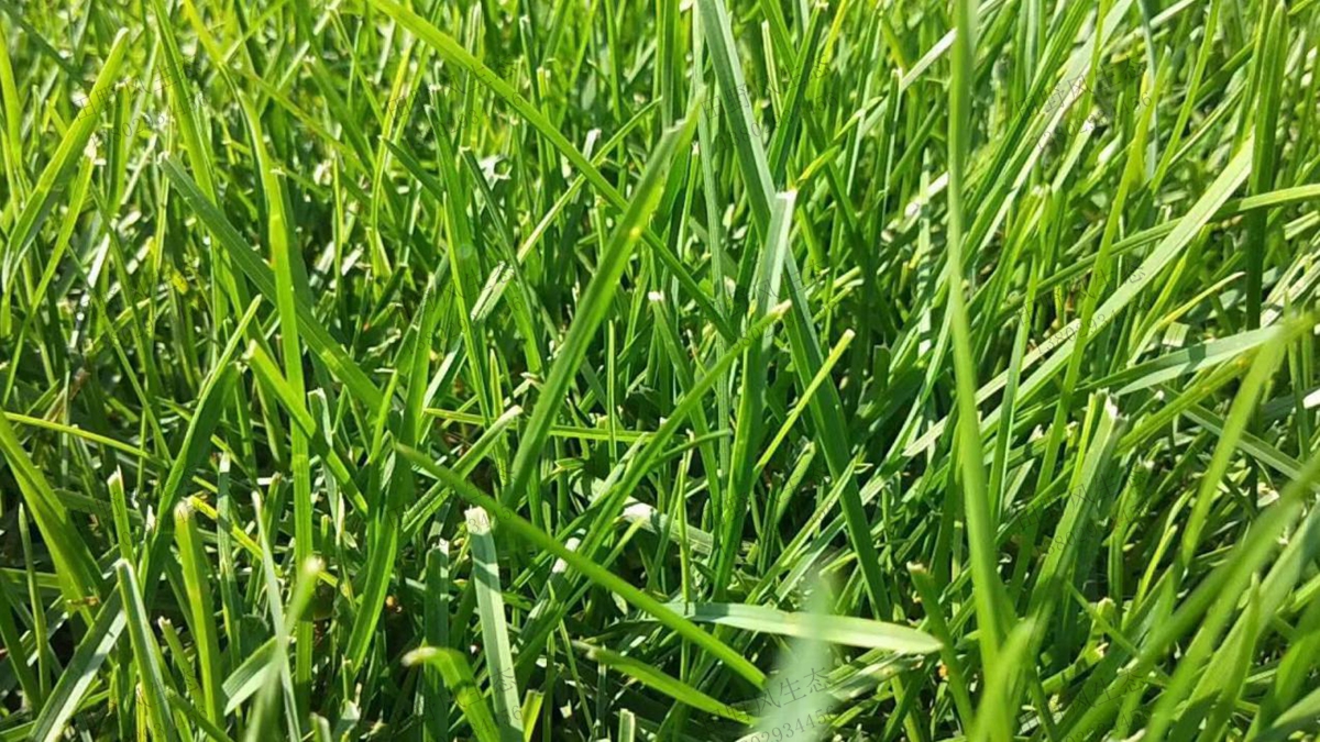 高羊茅草坪草种种植方法及养护管理技巧！