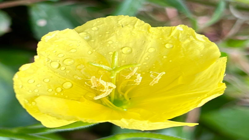 月见草