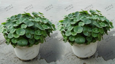 金钱草