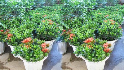 龙船花