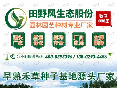 早熟禾草种子基地源头厂家