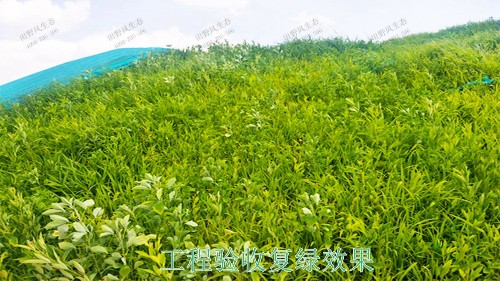 广东省新兴县山体滑坡边坡植草