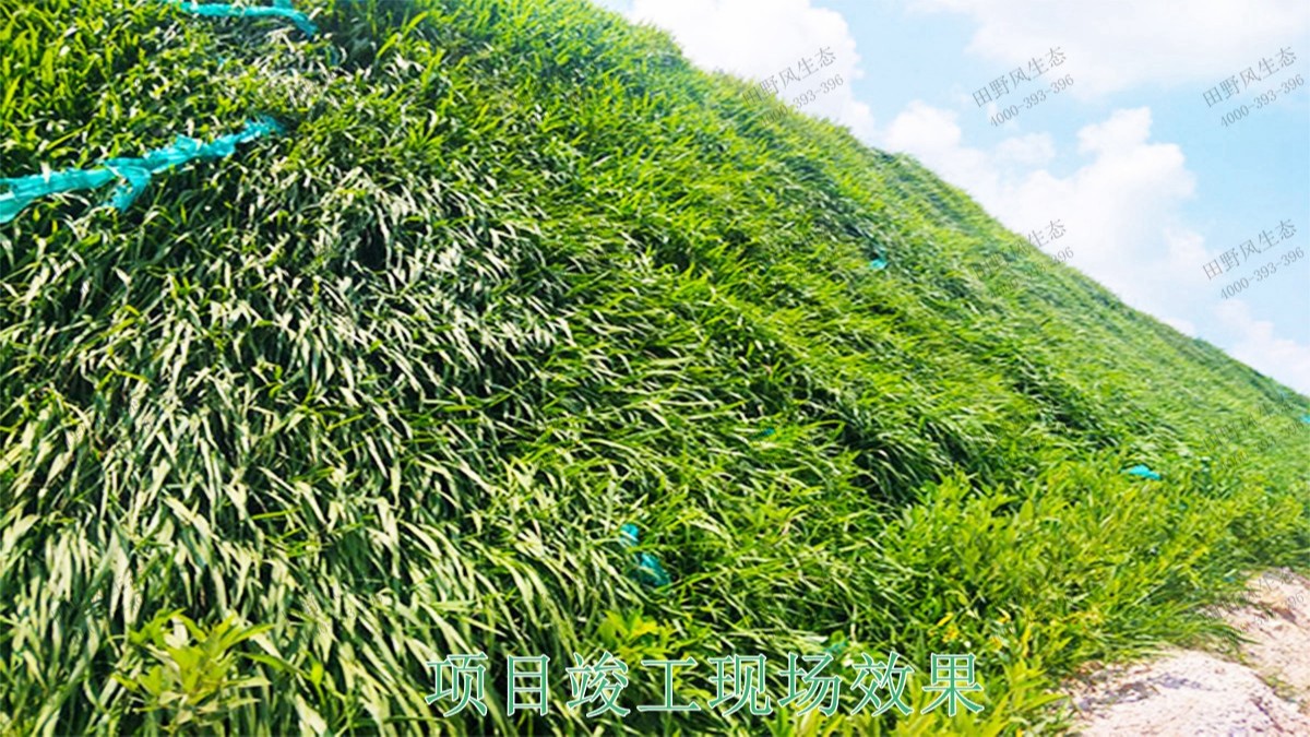 广东省新兴县山体滑坡边坡植草