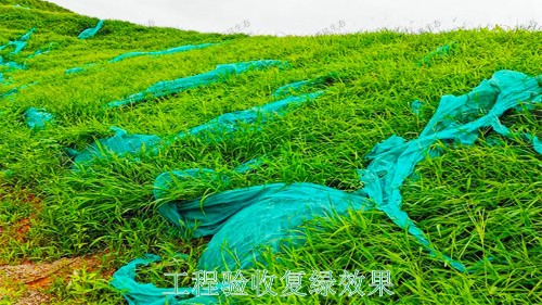 广西百色山体滑坡生态修复工程