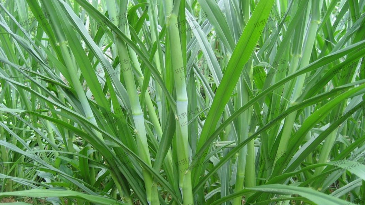 甜象草种植
