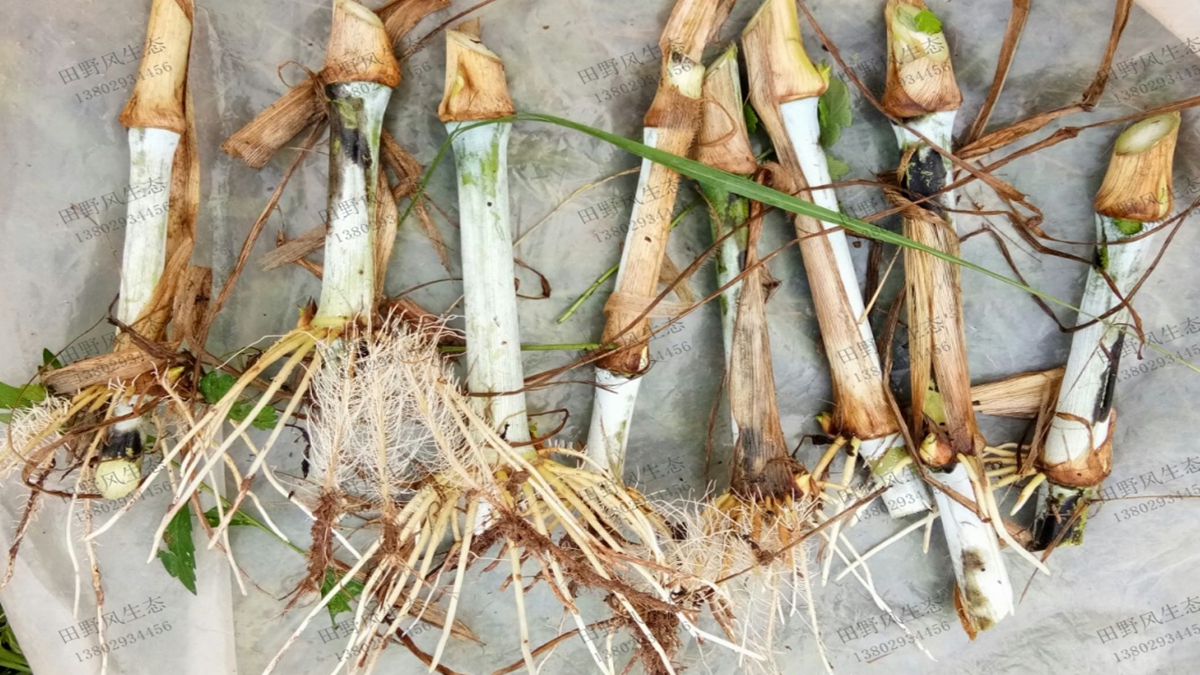 甜象草种节