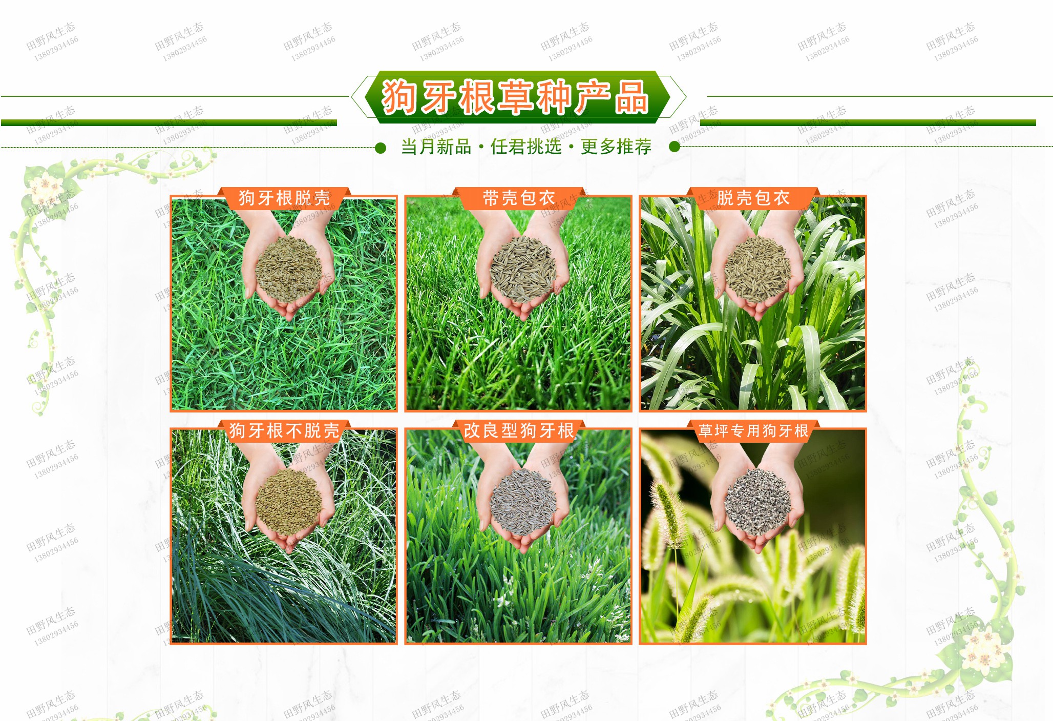 草坪草种批发