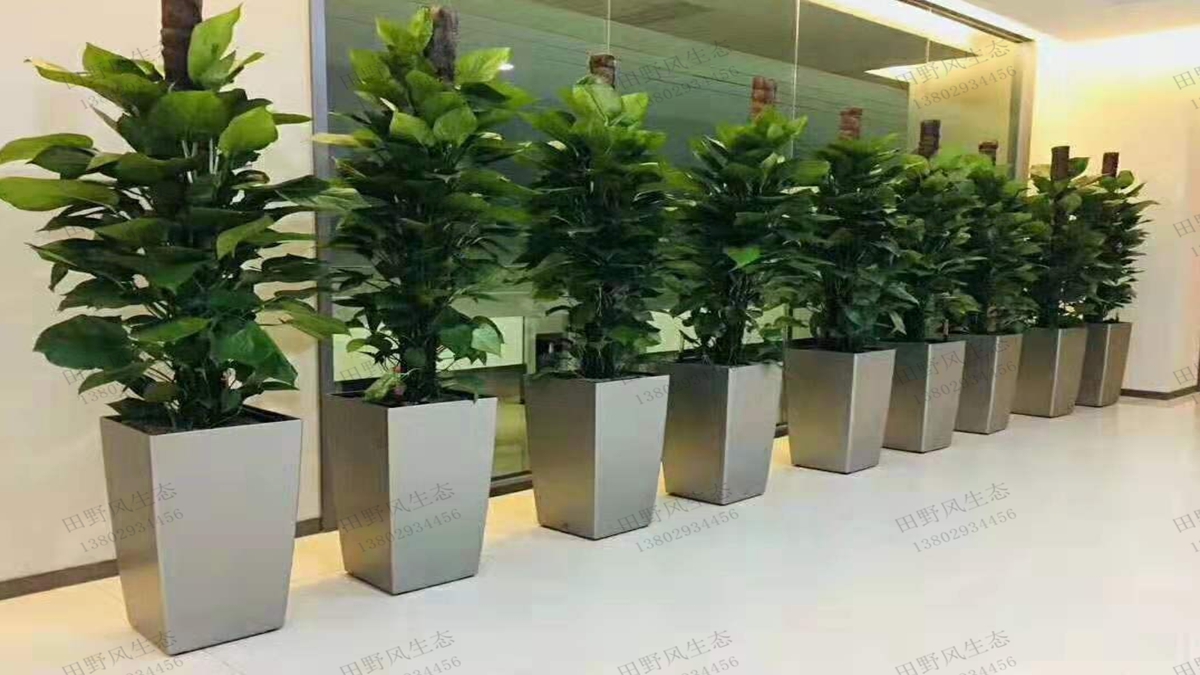 写字楼绿植租摆