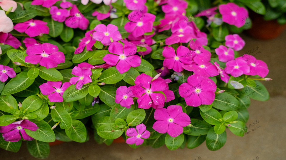 长春花花籽
