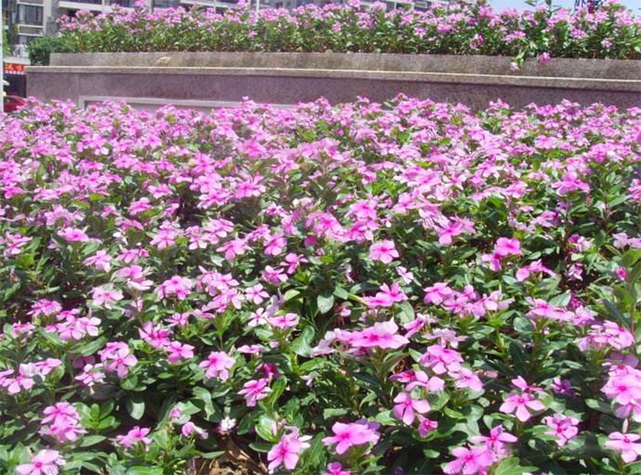 粉色长春花花海