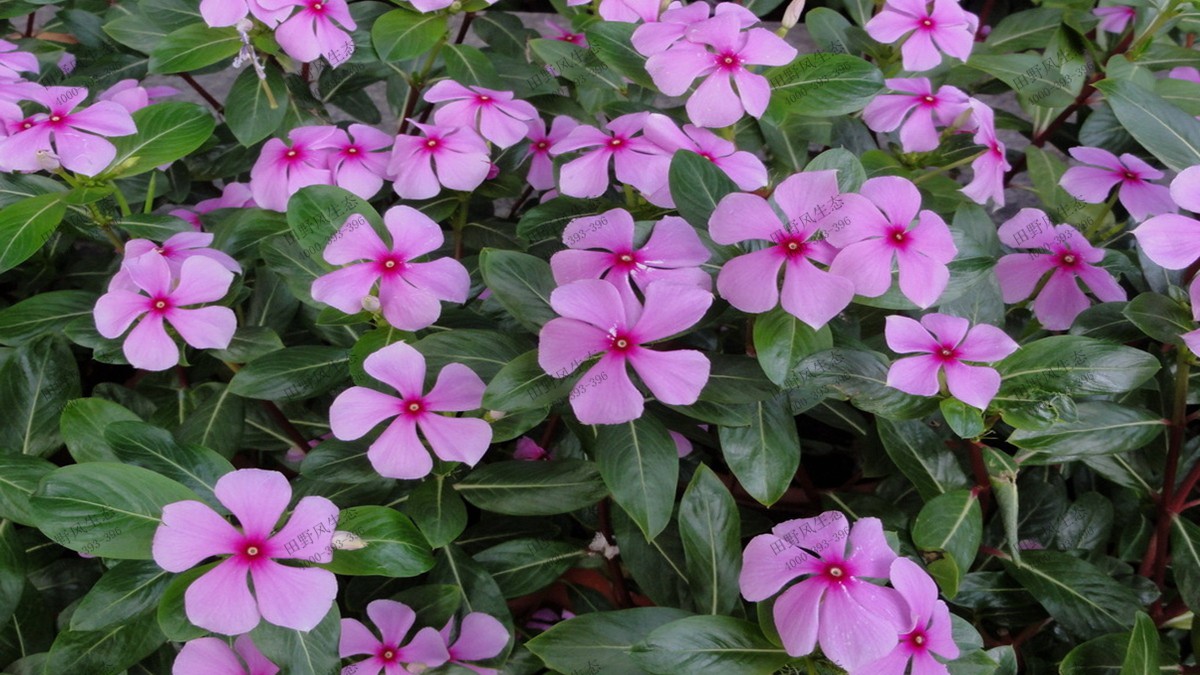 长春花花籽
