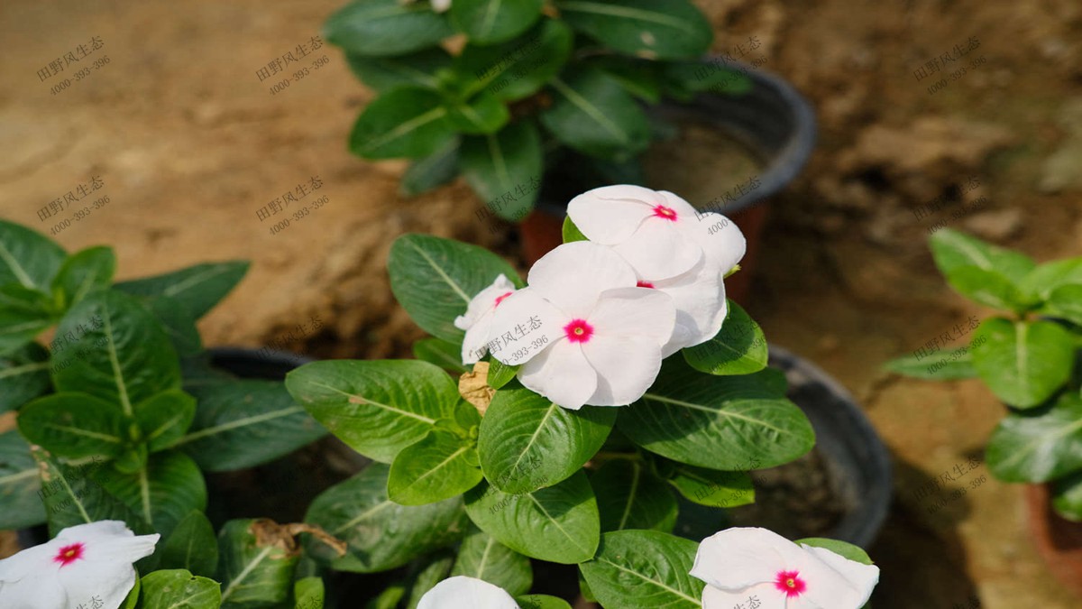 长春花花籽