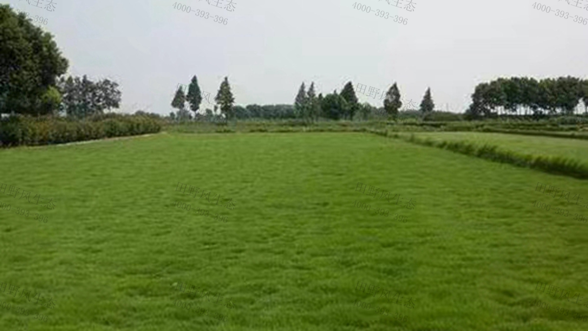 早熟禾种子 早熟禾种子