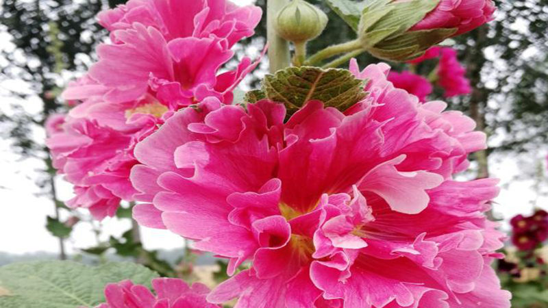 花种批发