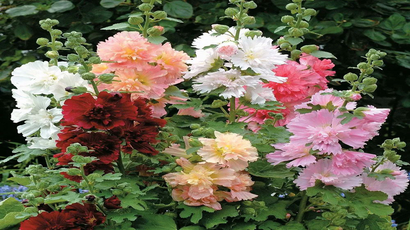 花种批发