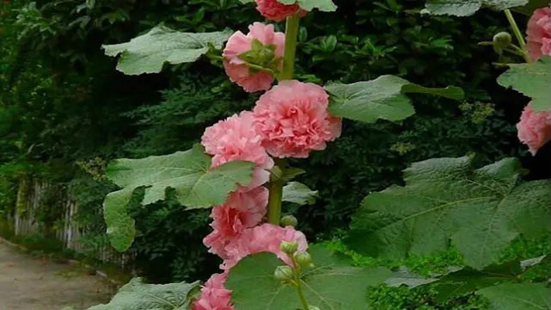花种批发