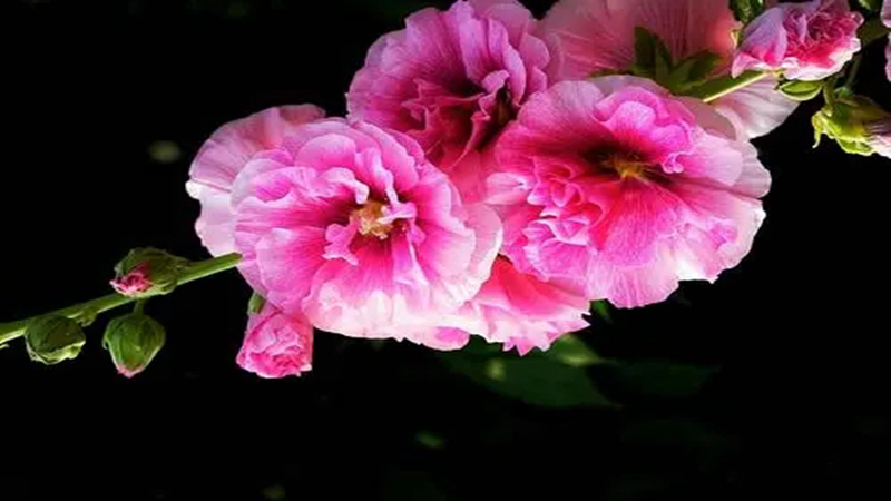 花种批发