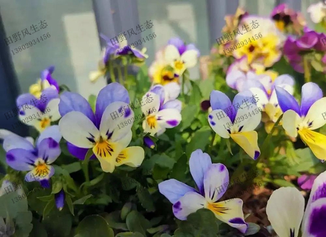 阳台室内花种