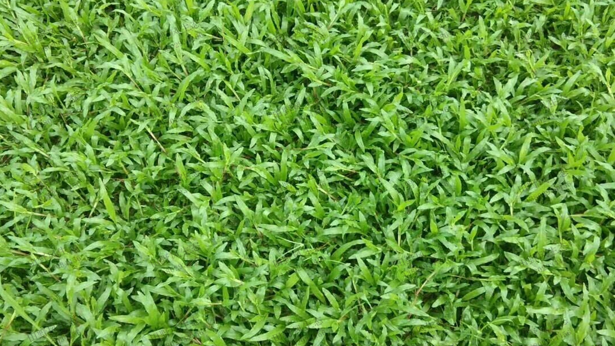 地毯草