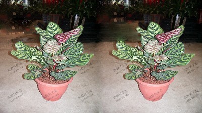 竹芋(红背孔雀)