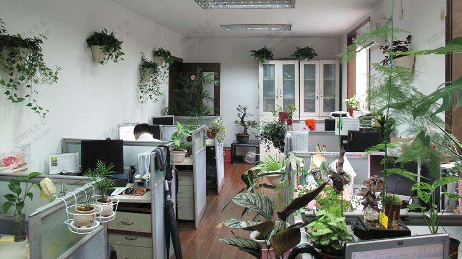 企业办公室植物租赁,企业大厅植物租赁
